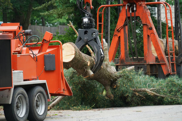  , USA Tree Removal Pros